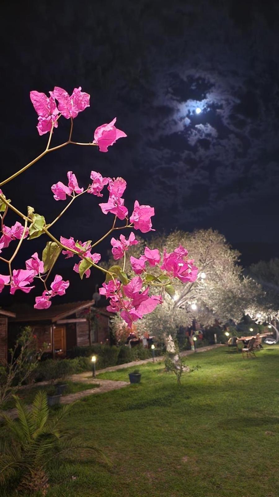Suzi'Nin Bahcesi Bungalov Evler Datça Buitenkant foto